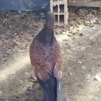 کبوتر|پرنده|ایذه, |دیوار