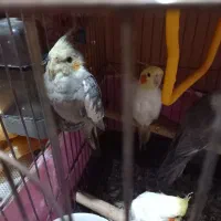 عروس هلندی|پرنده|بندر امام خمینی, |دیوار