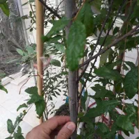 تعداد۲۰ عدد درخت انار|گل و گیاه طبیعی|تهران, شهرک آزادی|دیوار