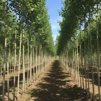 جشنواره سبز صـنوبر  ارسال رایگان به سراسر کشور