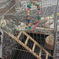 یه جفت عروس هلندی|پرنده|ری, شهرری|دیوار