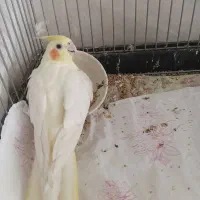 عروس هلندی ماده