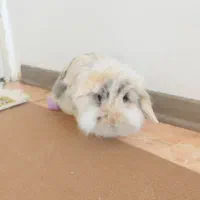 حیوان خانگی خرگوش|موش و خرگوش|سهند, |دیوار