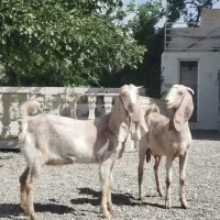 دوراس کولار پاکستانی ابستن جمل
