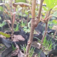 فروش نهال کیوی هایوارد طلایی|خدمات باغبانی و درختکاری|لیسار, |دیوار