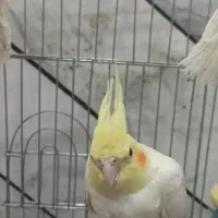 عروس هلندی