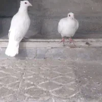 سلام جفت سفید  کاکلی چشم  قرمز