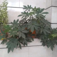 گل شفلرا بزرگ وسرحال