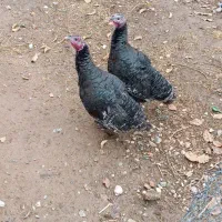 دو عدد بوقلمون جوان