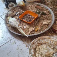 عروس هلندی مولد ماده لوتینو با یک جوجه دستی