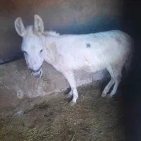 الاغ ماده|حیوانات مزرعه|بزینه رود, |دیوار