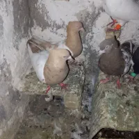 کفتر رنگه|پرنده|مشهد, امین آباد|دیوار