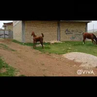 اسب کره مادیان فروشی کره طوفان خدادادی