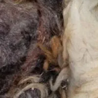 پشم تشک