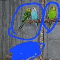 مرغ عشق مولد