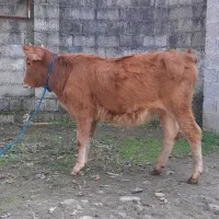 سه راس گوساله ماده لیشه گاو|حیوانات مزرعه|رشت, پل تالشان|دیوار