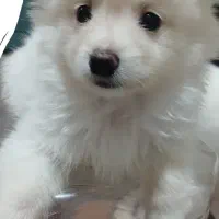 سگ پامر