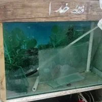 اکواریوم