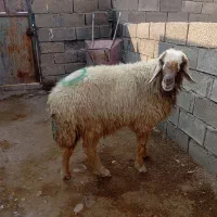 الهی به امید تو|حیوانات مزرعه|مهران (ایلام), |دیوار