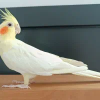 عروس هلندی|پرنده|دیواندره, |دیوار