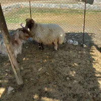 قیمت توافقی|حیوانات مزرعه|آبدانان, |دیوار