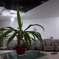 فروش خانه ویلایی ۲۳۰ متری ۳ خوابه|فروش خانه و ویلا|خرم بید, |دیوار