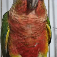 طوطی گرینچیگ طوطی برزیلی