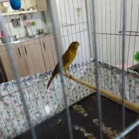 سبز خال قدیم قیمت سه میلیون فقط تماس