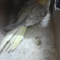 جفت عروس با تخم وجوجه