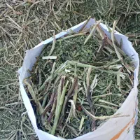 کاه باقله تمیز|حیوانات مزرعه|گچی, |دیوار