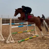 اسب اخته دوسر خارجی مناسب رده ۱۳۰