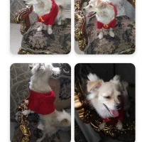 سگ.. باهوش واگذار میشه