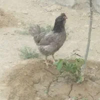رضا|حیوانات مزرعه|تهران, بهارستان|دیوار