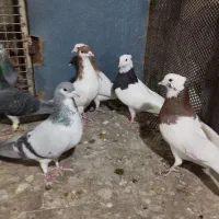 تعدادی پلاکی و شهری|پرنده|شیراز, سیاه سنگ|دیوار