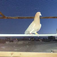 کفتر همچی تموم