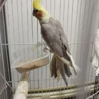 عروس هلندی
