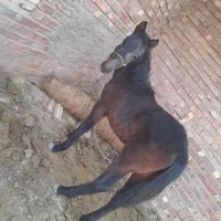 کره اسب نریون