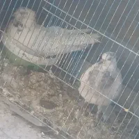کبوتر رنگ پرش