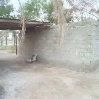 فروش فوری نخلستان در بنه جابری