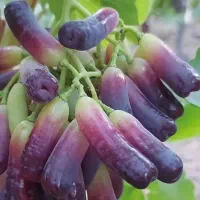نهال انگور کاشمر