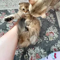 گربه اسکاتیش چینچیلا گلد لانگهیر