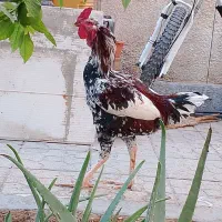 خروس لاری اصل