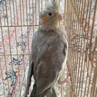 یک جفت عروس هلندی|پرنده|پیشوا, |دیوار