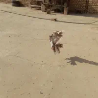 کبوتردمگیرگلین.. سیاپشت|پرنده|حبیب آباد, |دیوار