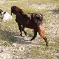 پازن دو رگه