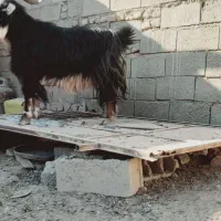 نر بز جوان چاق|حیوانات مزرعه|خواف, |دیوار