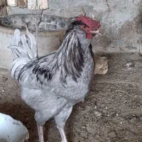 خروس گلین
