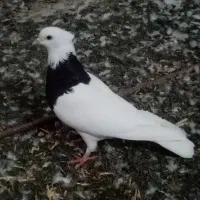 شادگان سعدی|پرنده|شادگان, |دیوار