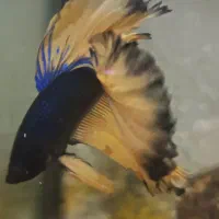 فایتر|ماهی|اصفهان, جلفا|دیوار