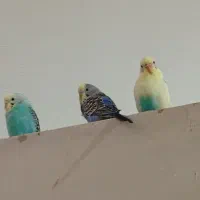 4عدد مرغ عشق|پرنده|پارسآباد, |دیوار